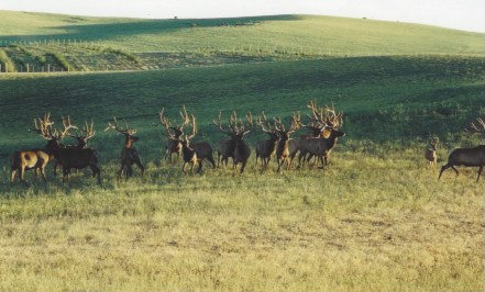 Some of the BULL elk we raised